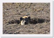 15SerengetiAMGameDrive - 03 * Spotted Hyaena popping out of its den.